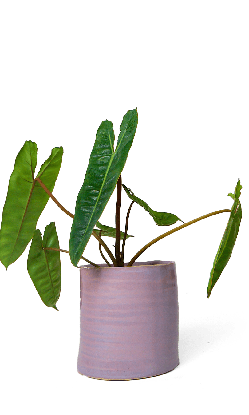 Channa Ceramic Planter Pot - Chive Ceramics Studio - Pots - Chive Ceramics Studio