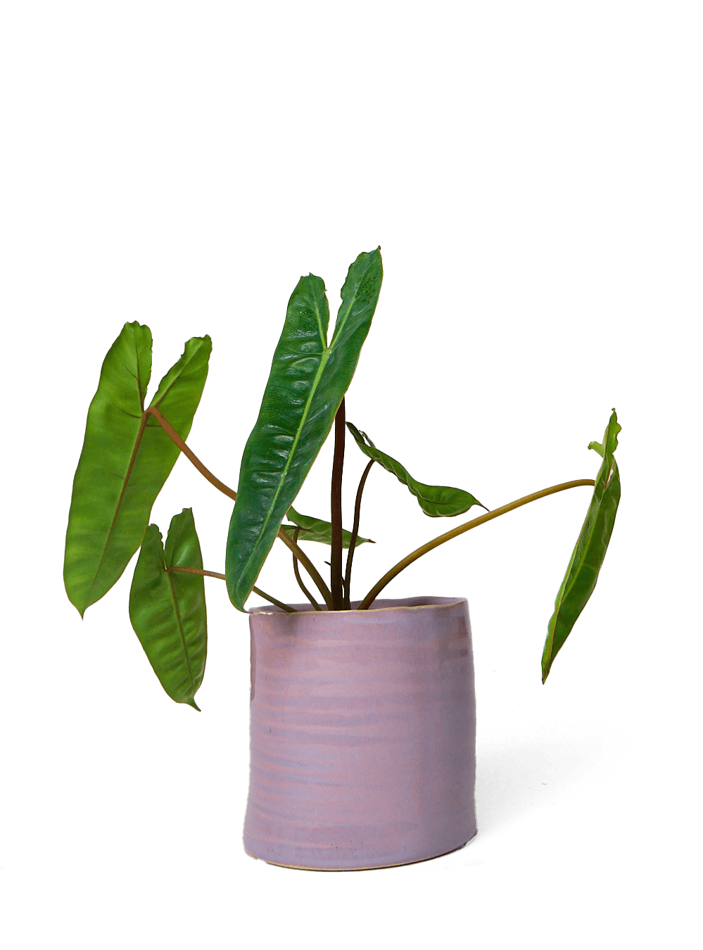 Channa Ceramic Planter Pot - Chive Ceramics Studio - Pots - Chive Ceramics Studio