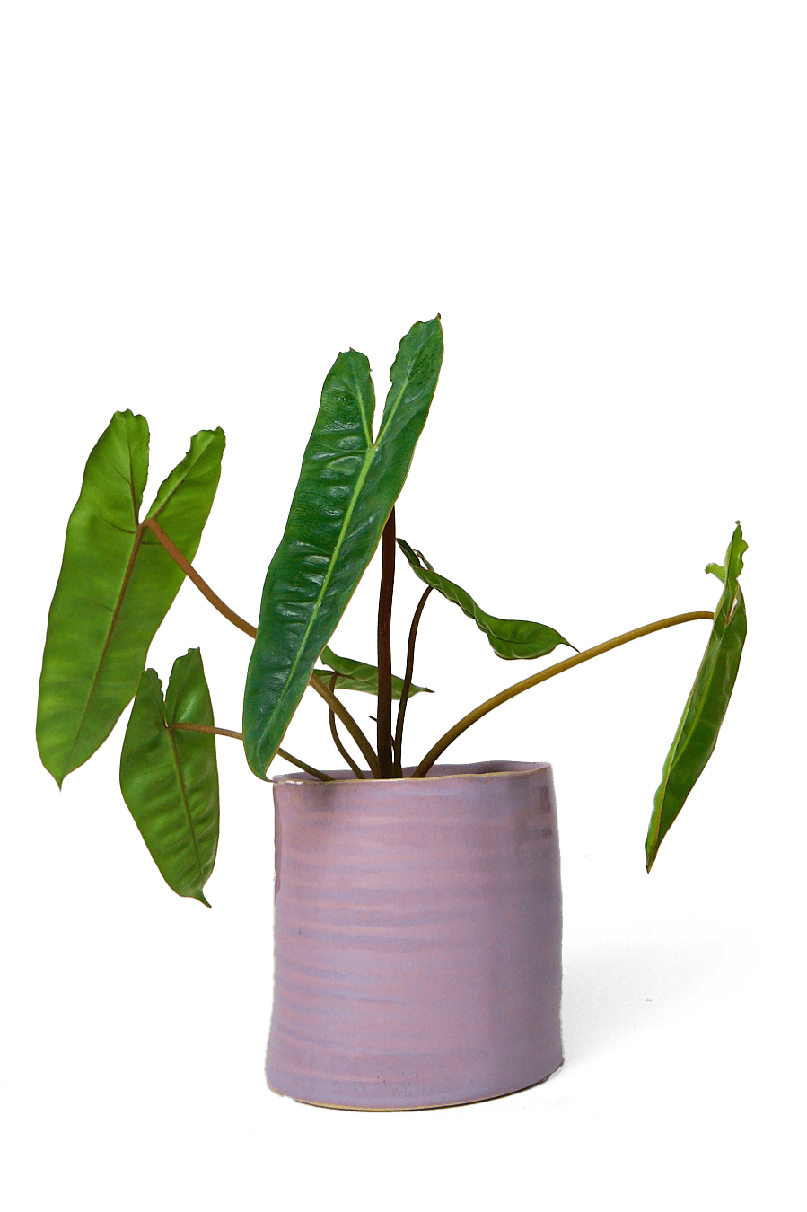 Channa Ceramic Planter Pot - Chive Ceramics Studio - Pots - Chive Ceramics Studio