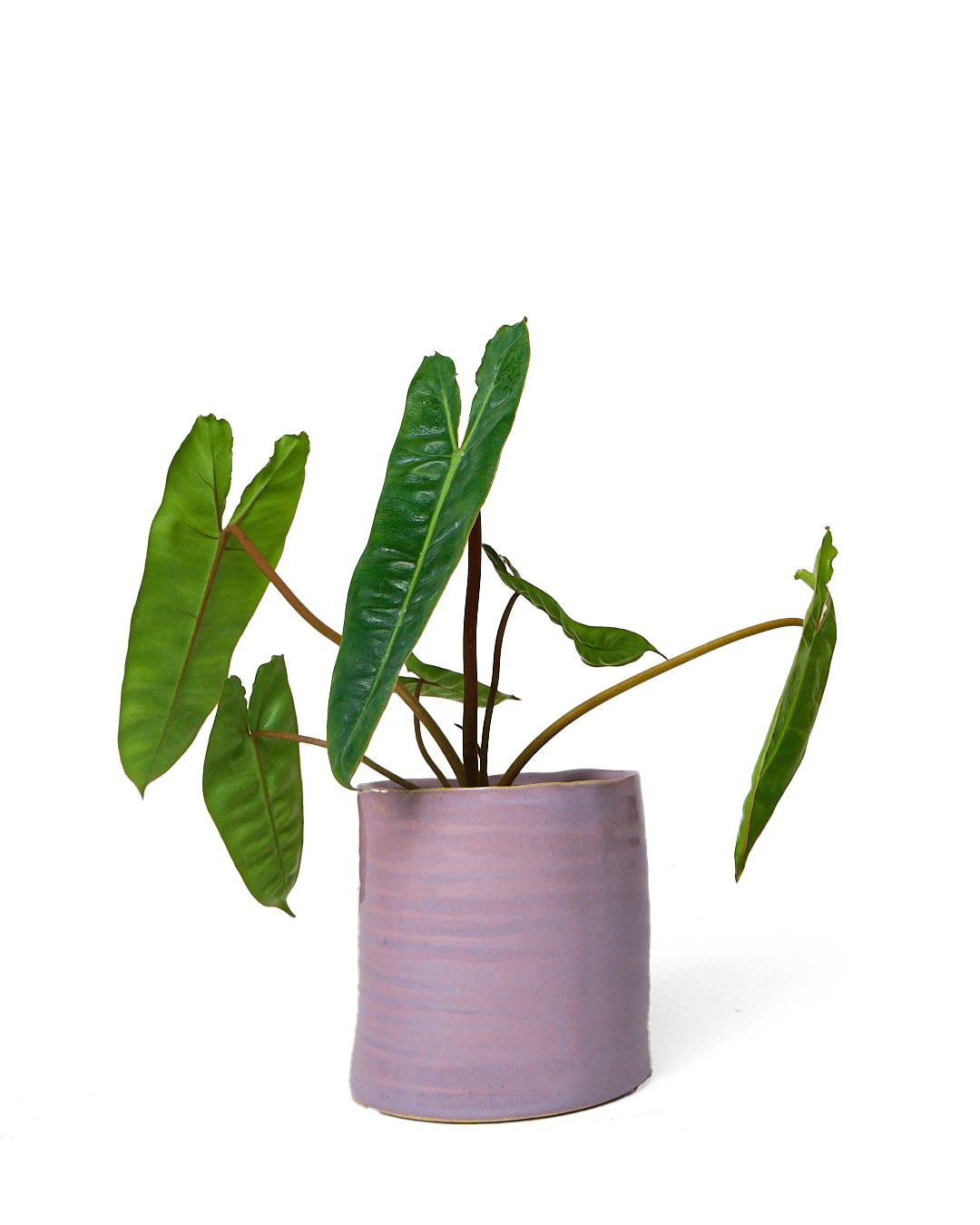 Channa Ceramic Planter Pot - Chive Ceramics Studio - Pots - Chive Ceramics Studio