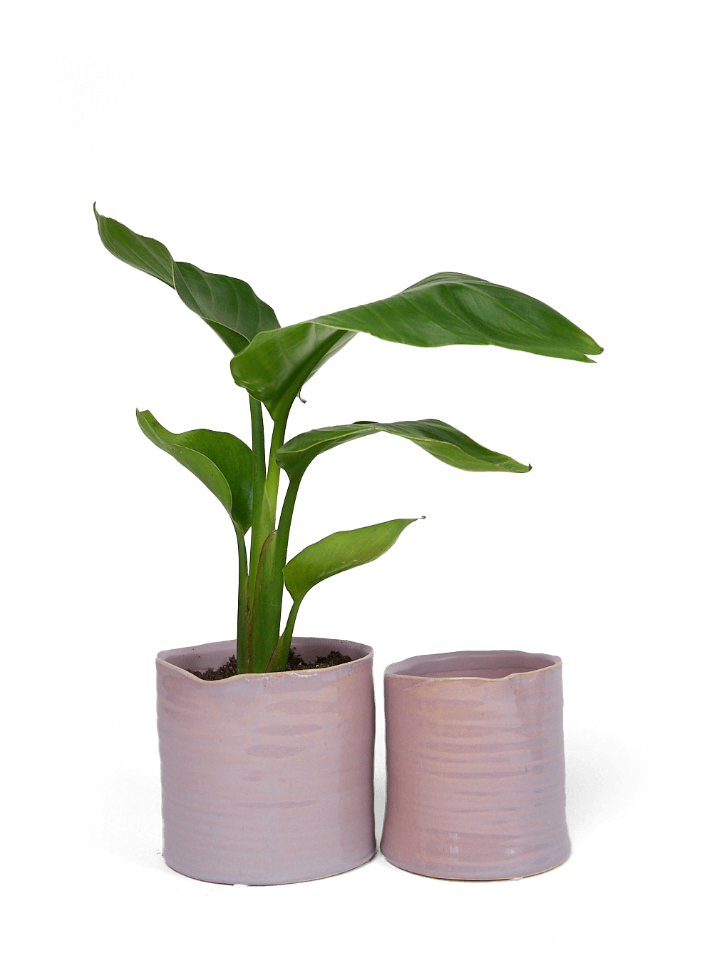 Channa Ceramic Planter Pot - Chive Ceramics Studio - Pots - Chive Ceramics Studio