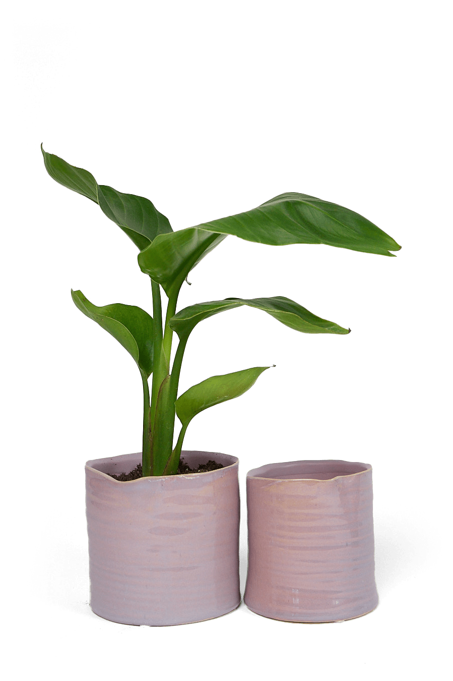 Channa Ceramic Planter Pot - Chive Ceramics Studio - Pots - Chive Ceramics Studio