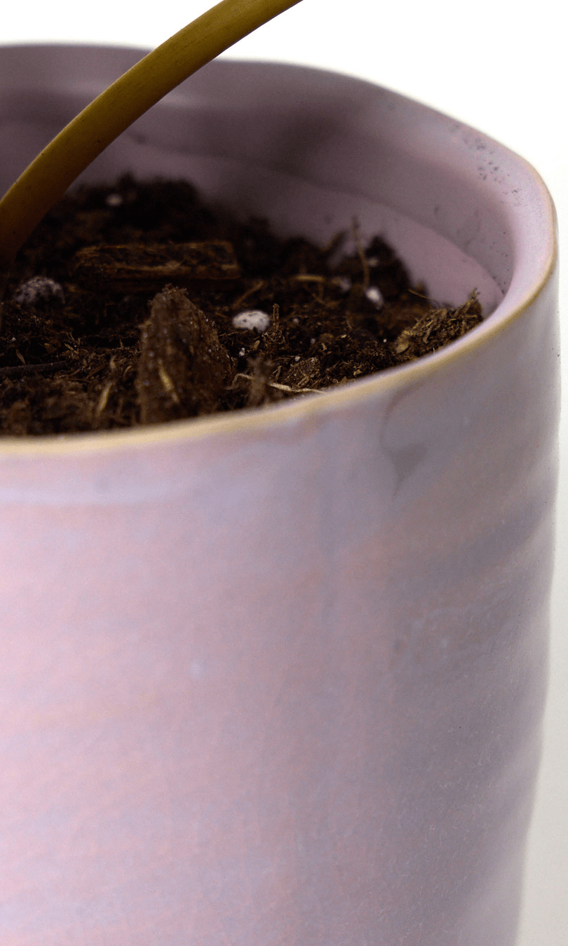 Channa Ceramic Planter Pot - Chive Ceramics Studio - Pots - Chive Ceramics Studio