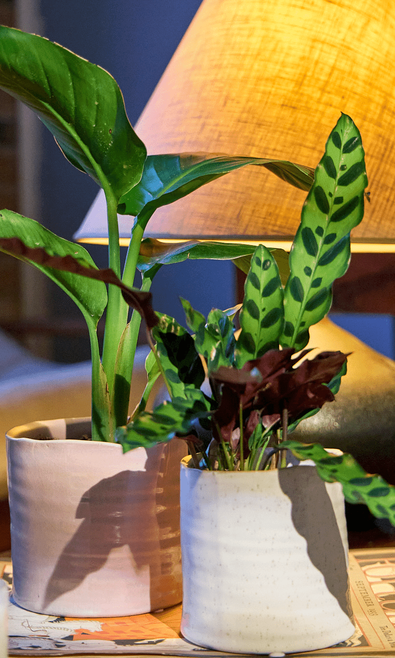 Channa Ceramic Planter Pot - Chive Ceramics Studio - Pots - Chive Ceramics Studio