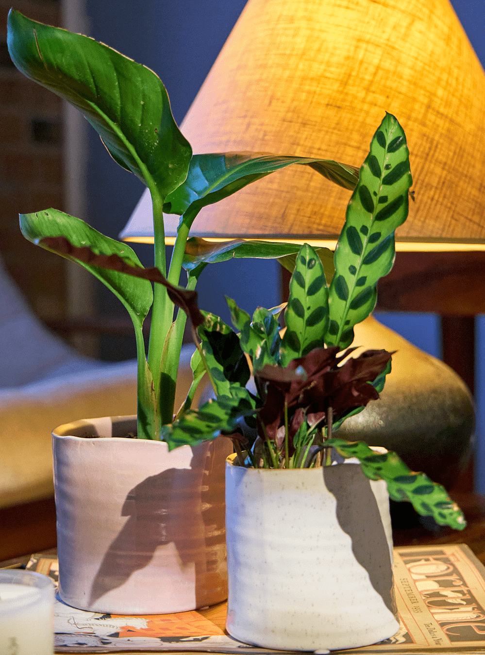 Channa Ceramic Planter Pot - Chive Ceramics Studio - Pots - Chive Ceramics Studio