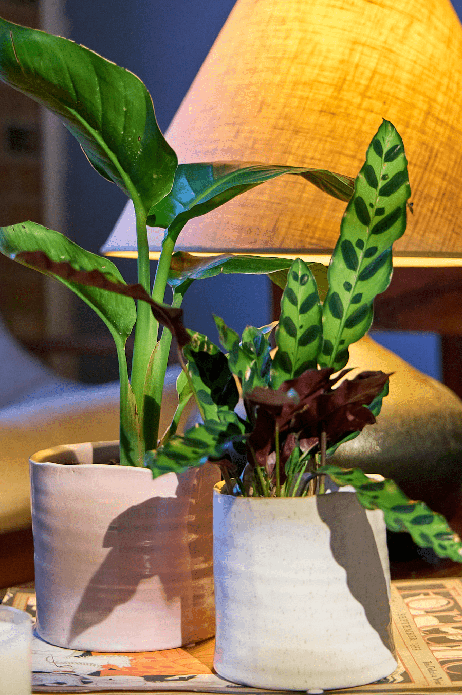 Channa Ceramic Planter Pot - Chive Ceramics Studio - Pots - Chive Ceramics Studio