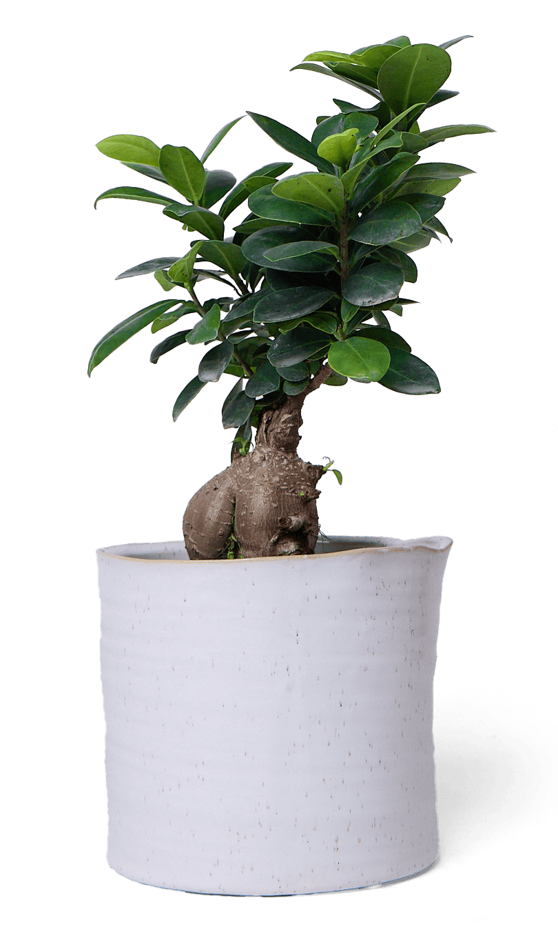 Channa Ceramic Planter Pot - Chive Ceramics Studio - Pots - Chive Ceramics Studio