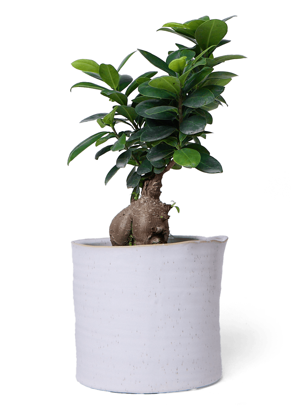 Channa Ceramic Planter Pot - Chive Ceramics Studio - Pots - Chive Ceramics Studio