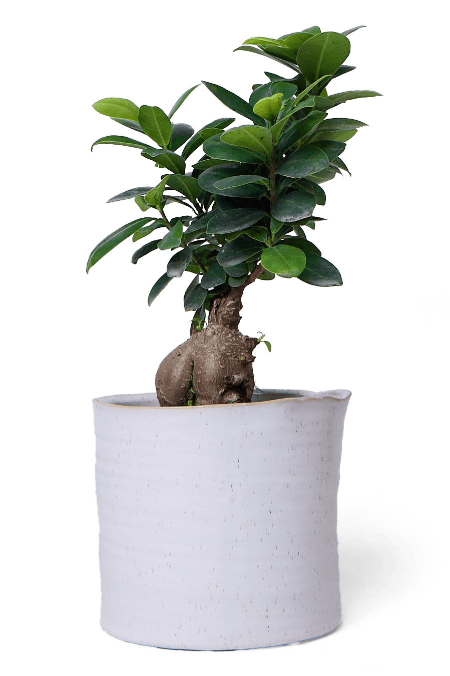 Channa Ceramic Planter Pot - Chive Ceramics Studio - Pots - Chive Ceramics Studio