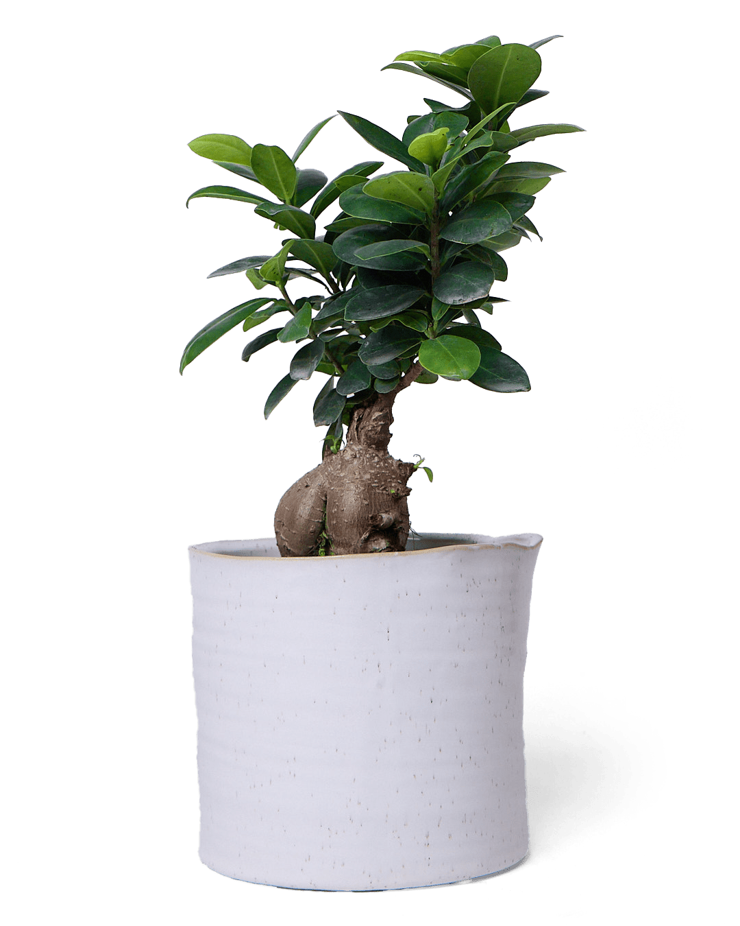 Channa Ceramic Planter Pot - Chive Ceramics Studio - Pots - Chive Ceramics Studio