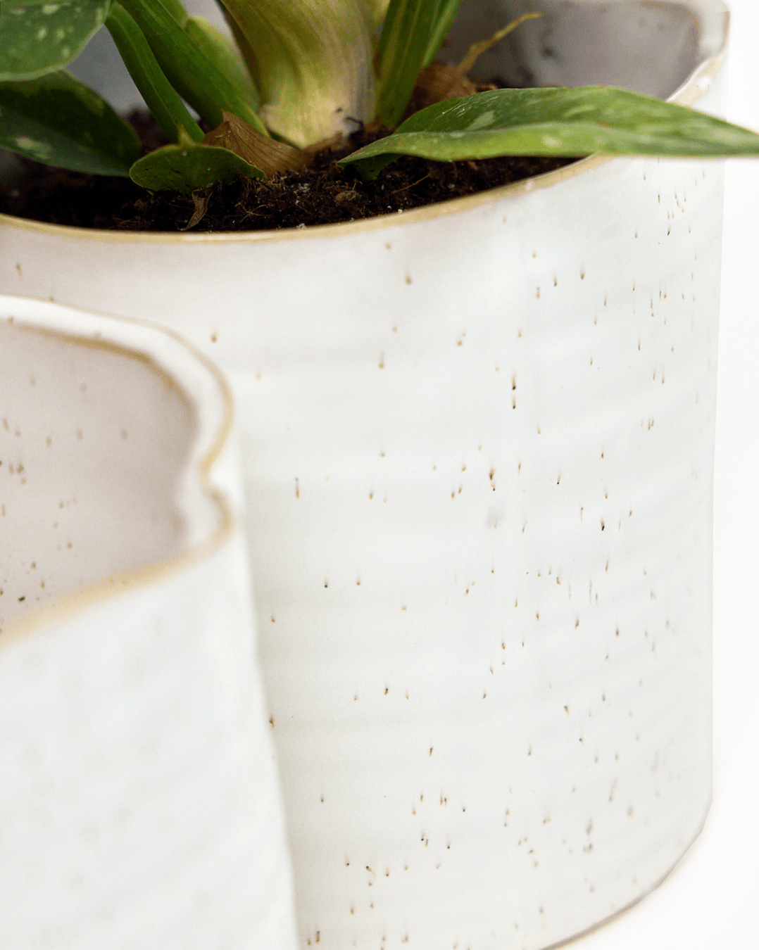 Channa Ceramic Planter Pot - Chive Ceramics Studio - Pots - Chive Ceramics Studio