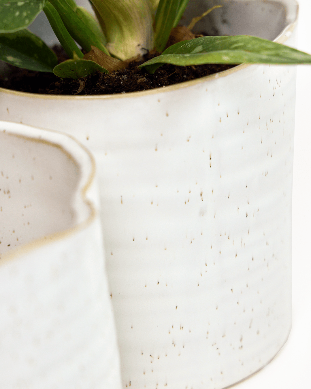 Channa Ceramic Planter Pot - Chive Ceramics Studio - Pots - Chive Ceramics Studio