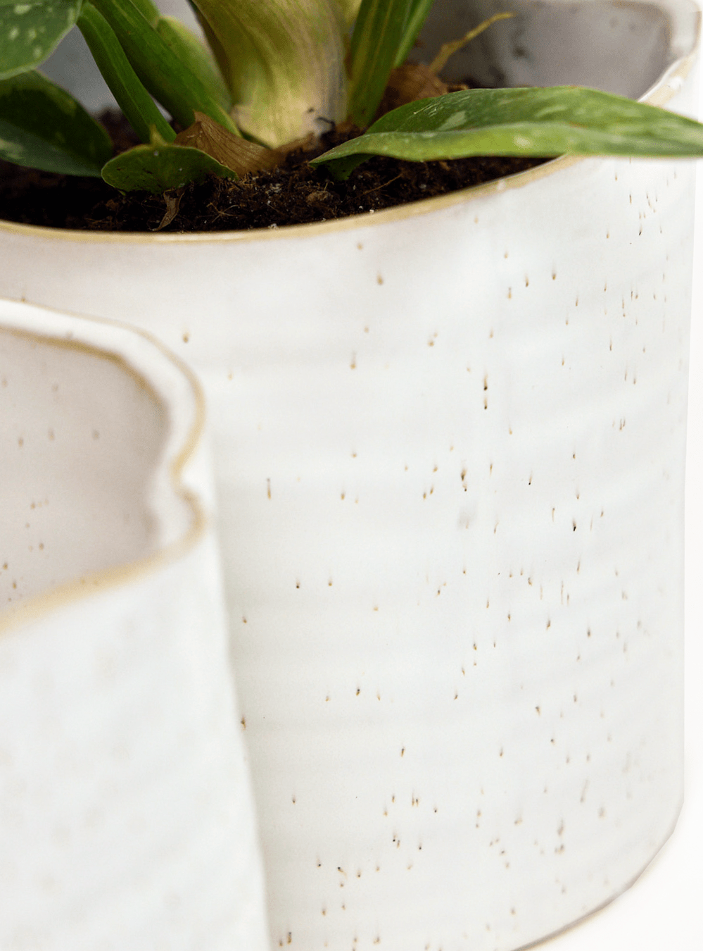 Channa Ceramic Planter Pot - Chive Ceramics Studio - Pots - Chive Ceramics Studio