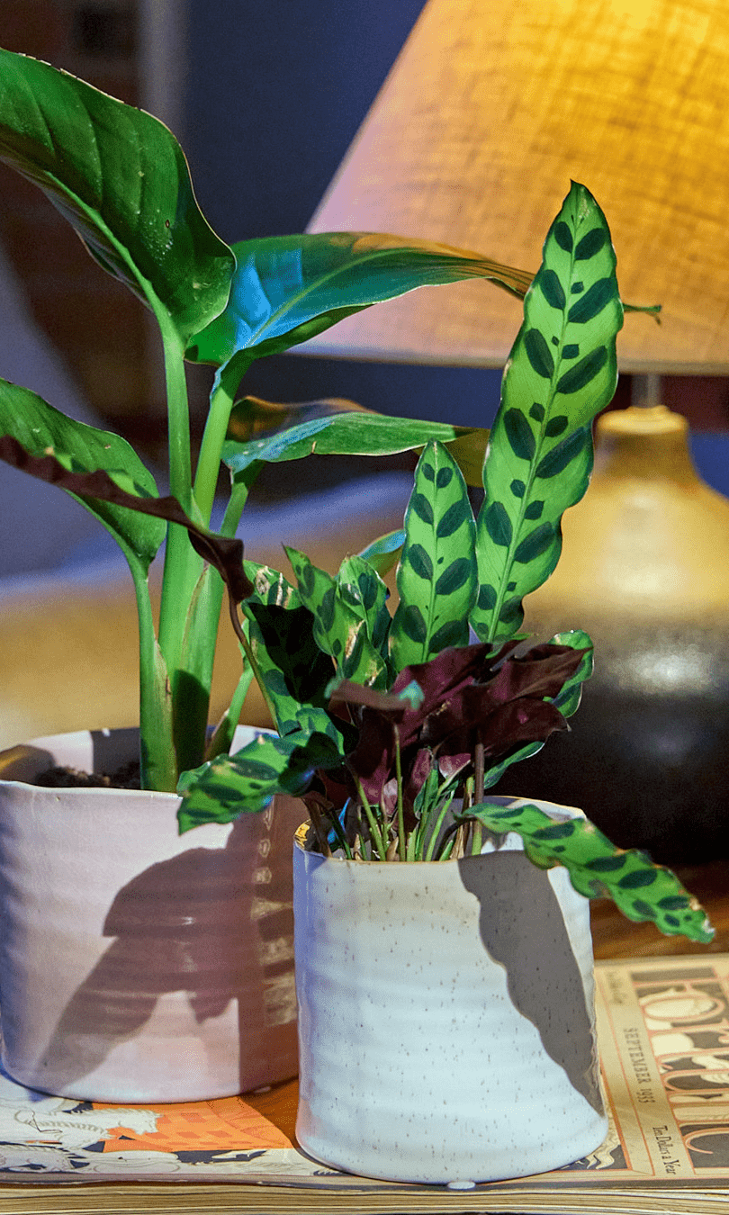 Channa Ceramic Planter Pot - Chive Ceramics Studio - Pots - Chive Ceramics Studio