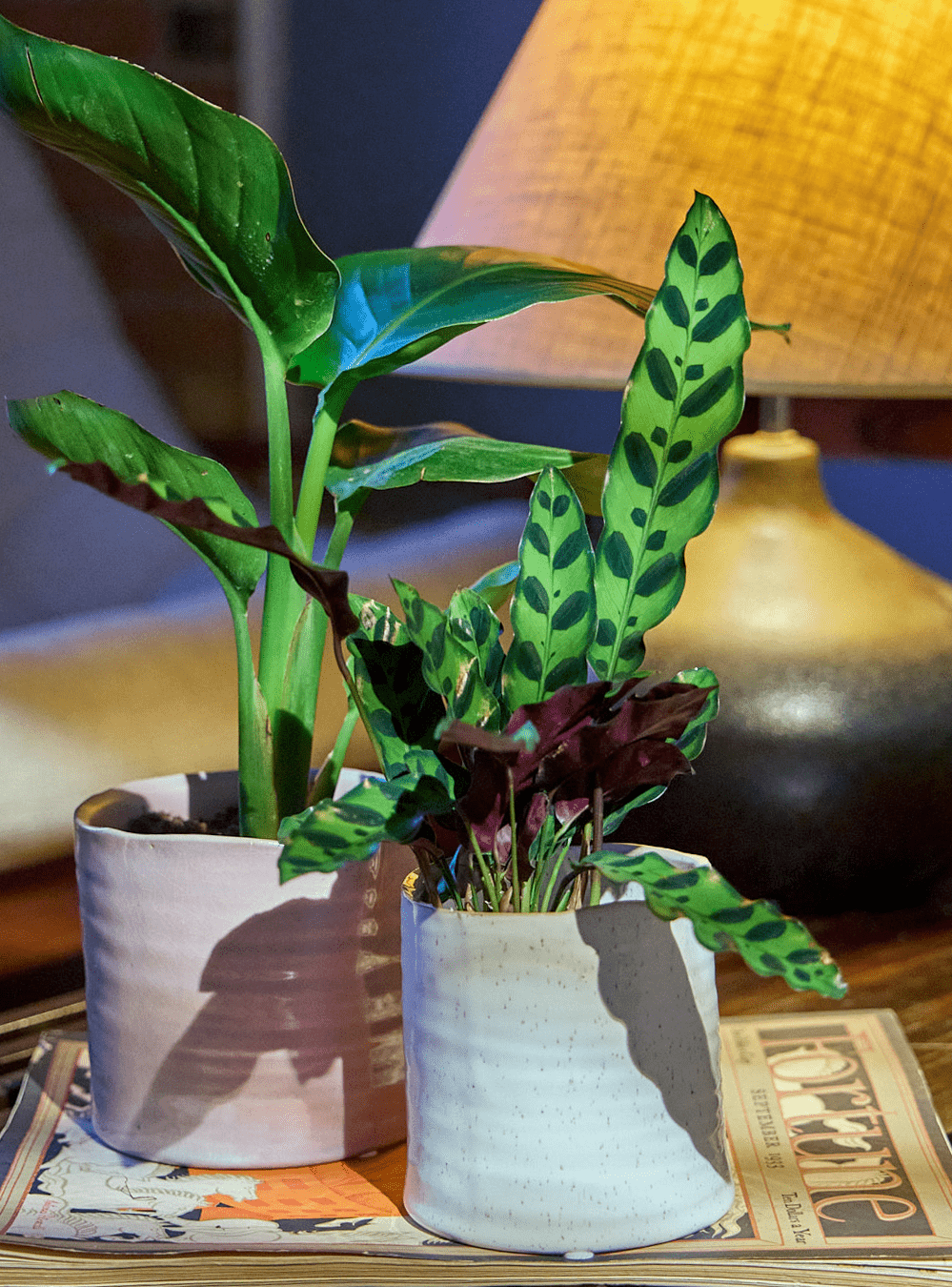 Channa Ceramic Planter Pot - Chive Ceramics Studio - Pots - Chive Ceramics Studio