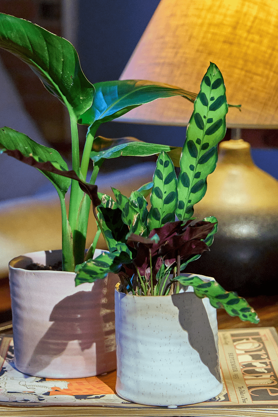 Channa Ceramic Planter Pot - Chive Ceramics Studio - Pots - Chive Ceramics Studio