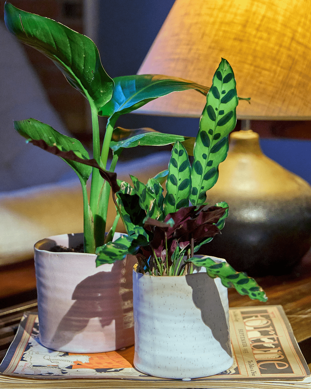 Channa Ceramic Planter Pot - Chive Ceramics Studio - Pots - Chive Ceramics Studio