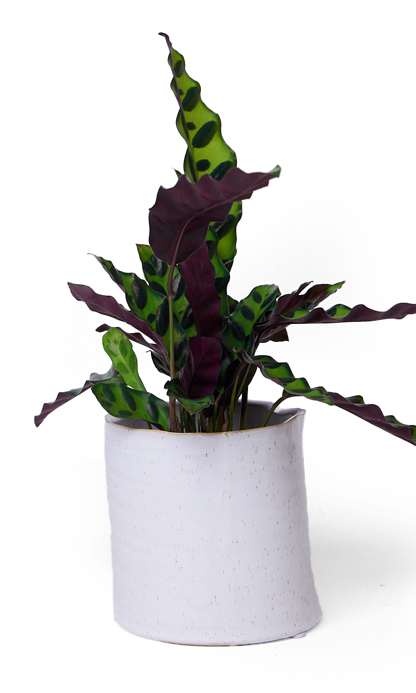 White speckled Ceramic Planter Pot - Channa - handmade by Chive Studio Toronto