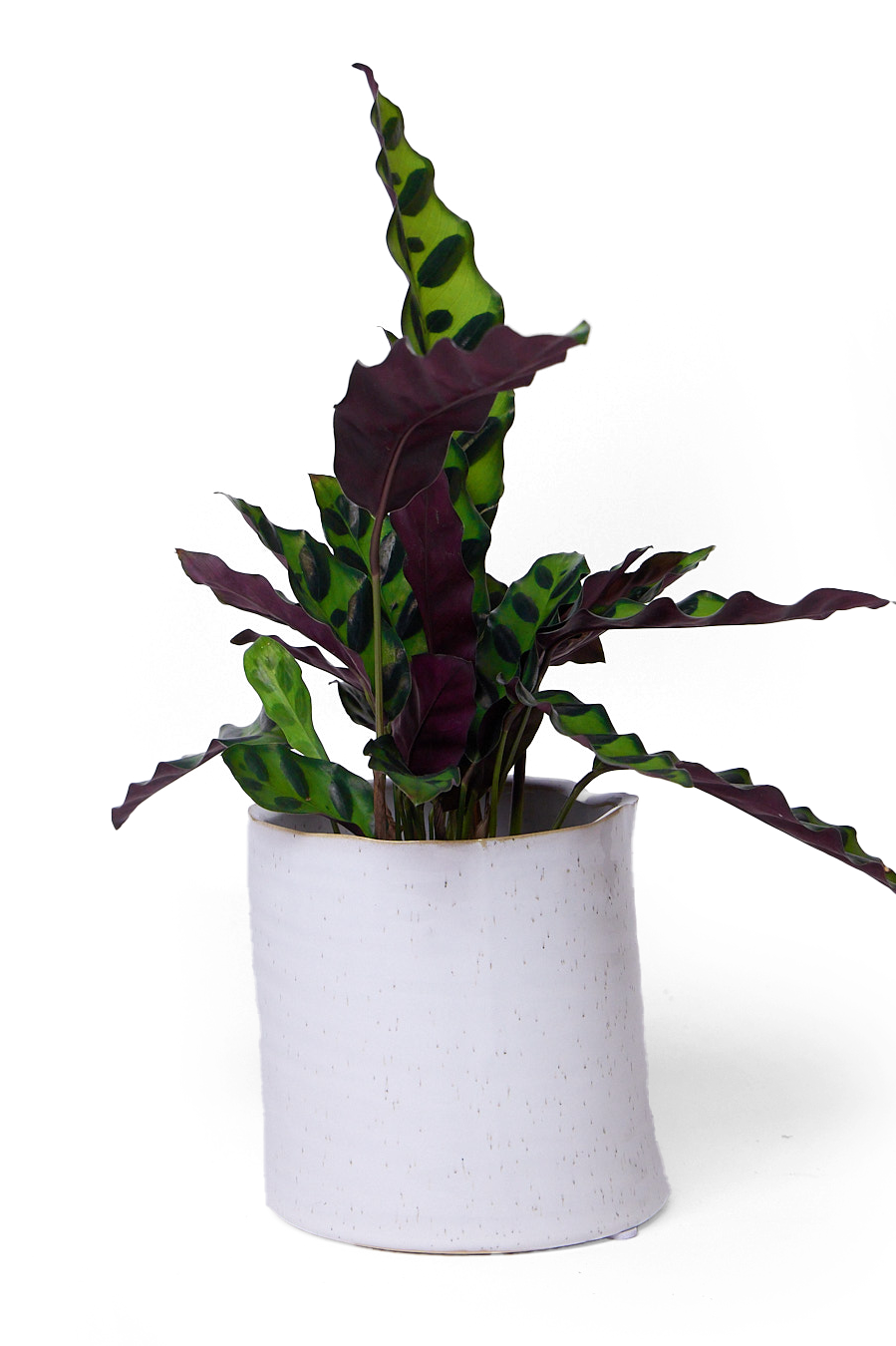 White speckled Ceramic Planter Pot - Channa - handmade by Chive Studio Toronto