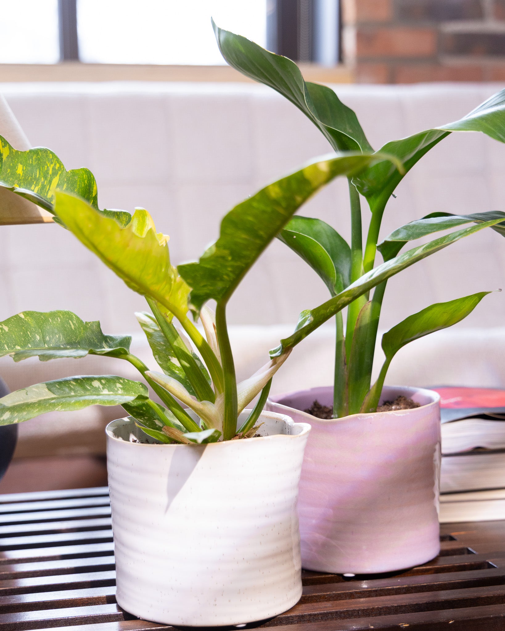 Channa Ceramic Planter Pot - Chive Ceramics Studio - Pots - Chive Ceramics Studio