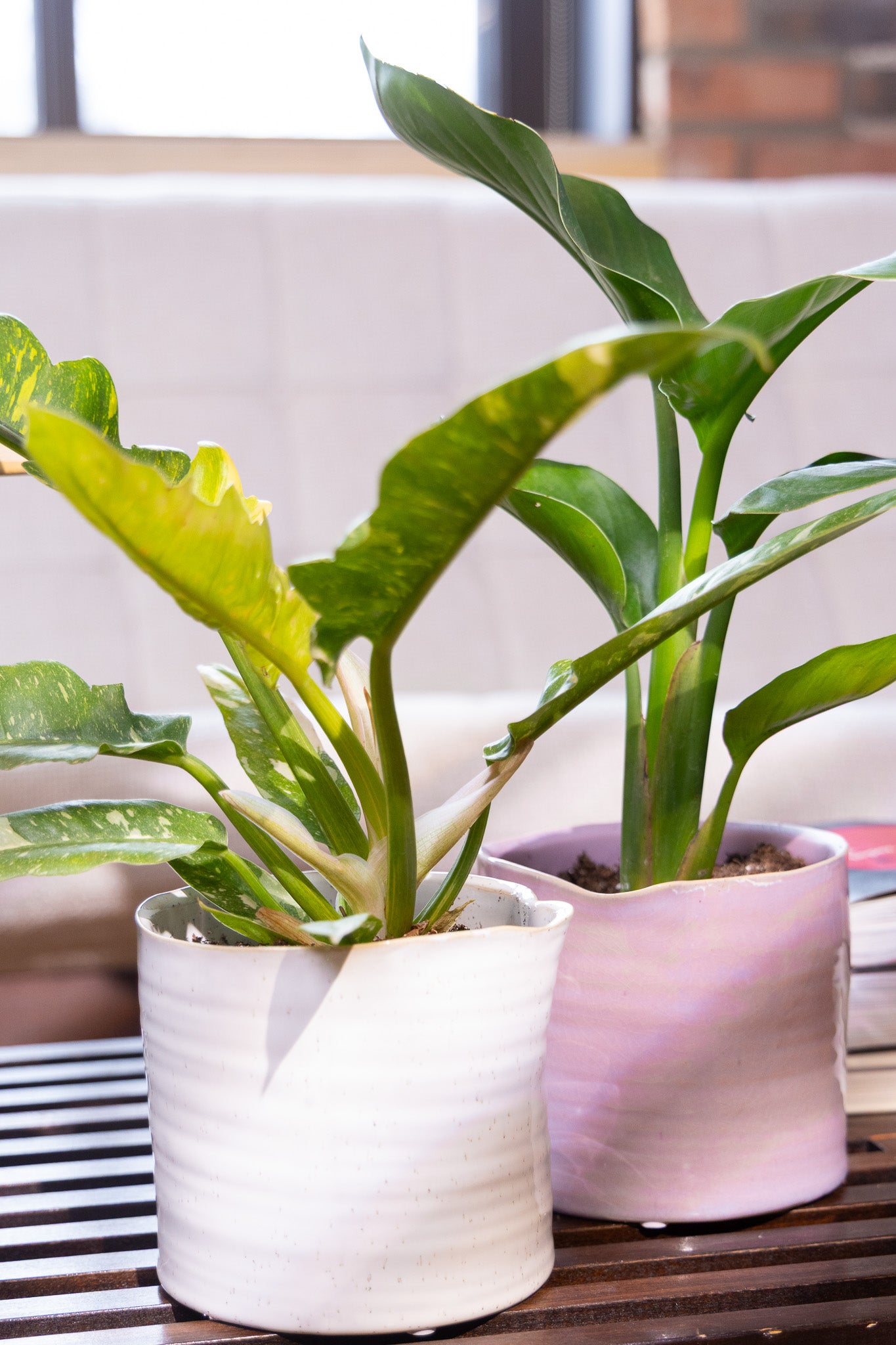 Channa Ceramic Planter Pot - Chive Ceramics Studio - Pots - Chive Ceramics Studio