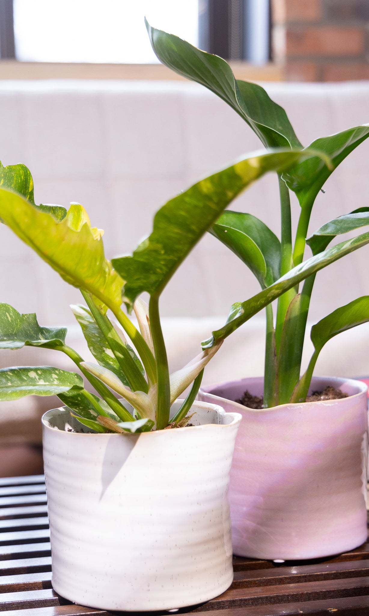 Channa Ceramic Planter Pot - Chive Ceramics Studio - Pots - Chive Ceramics Studio