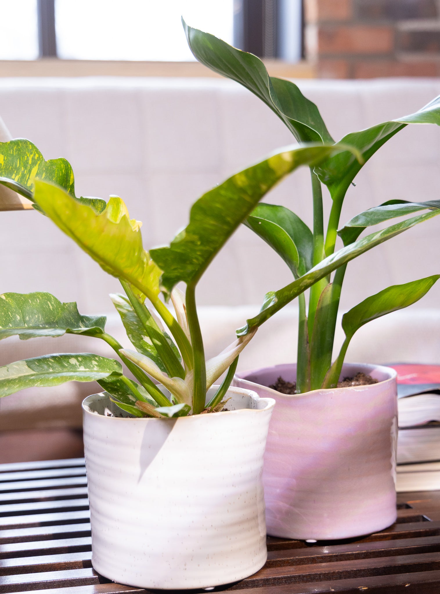 Channa Ceramic Planter Pot - Chive Ceramics Studio - Pots - Chive Ceramics Studio