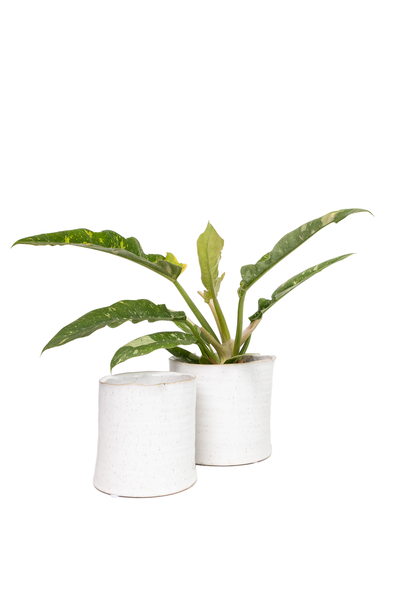 Channa Ceramic Planter Pot - Chive Ceramics Studio - Pots - Chive Ceramics Studio