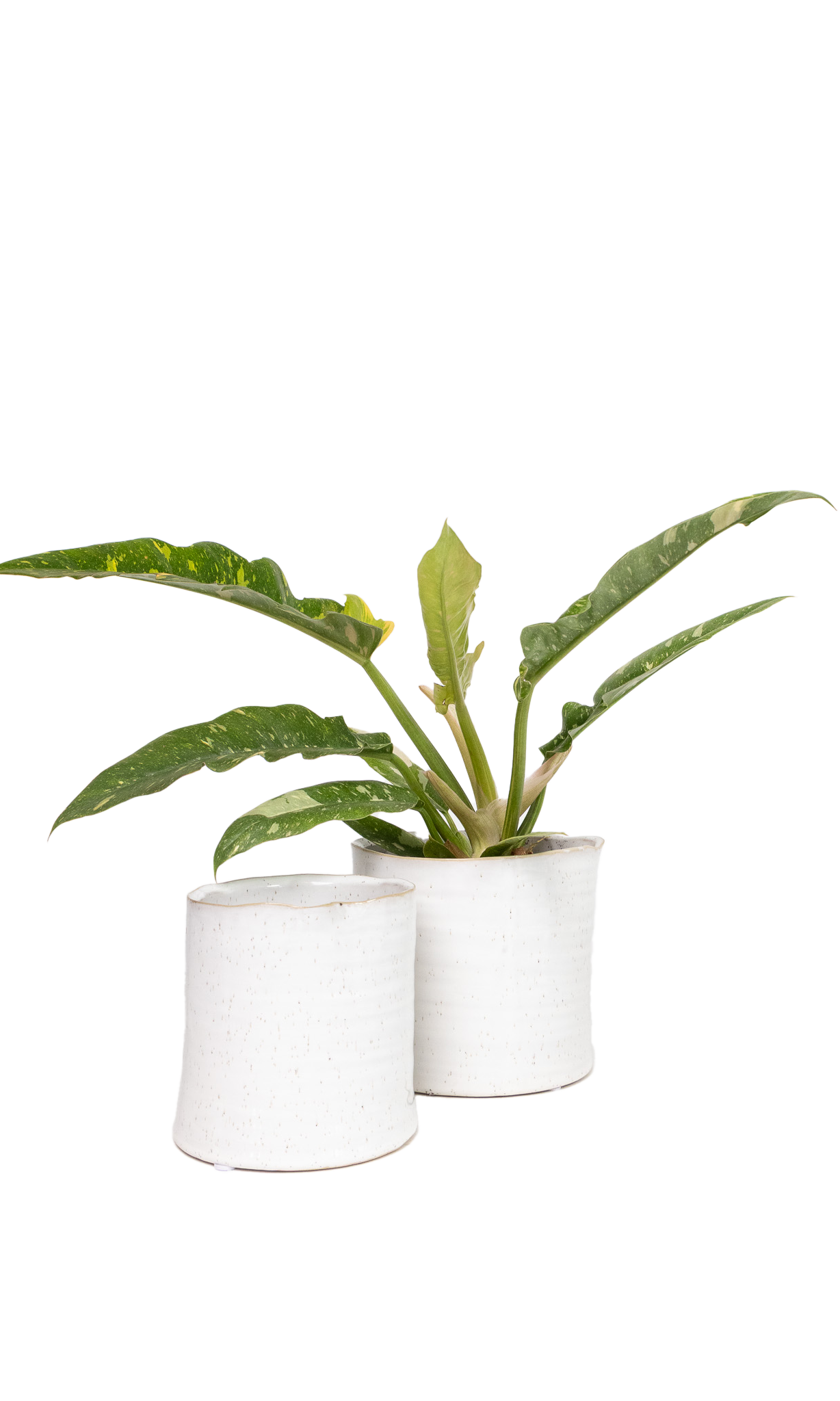 Channa Ceramic Planter Pot - Chive Ceramics Studio - Pots - Chive Ceramics Studio