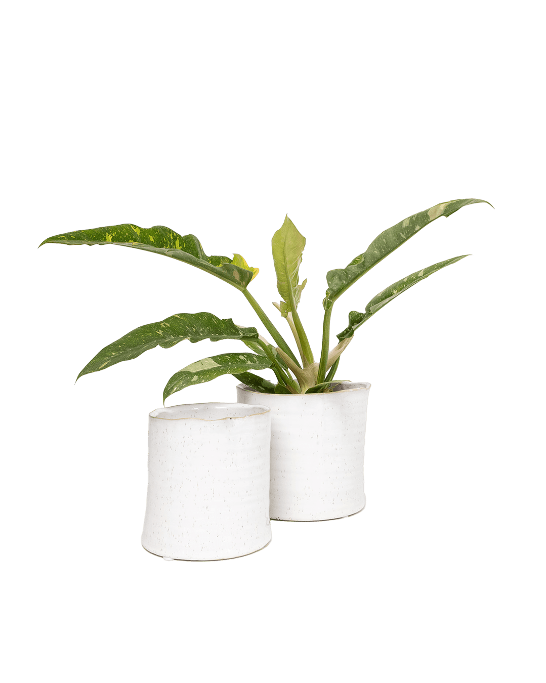 Channa Ceramic Planter Pot - Chive Ceramics Studio - Pots - Chive Ceramics Studio