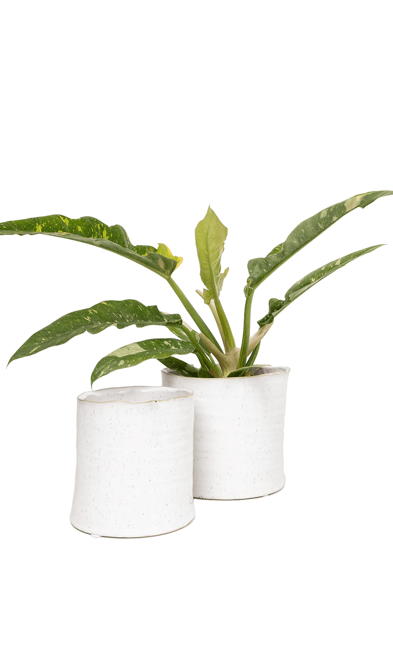 Channa Ceramic Planter Pot - Chive Ceramics Studio - Pots - Chive Ceramics Studio