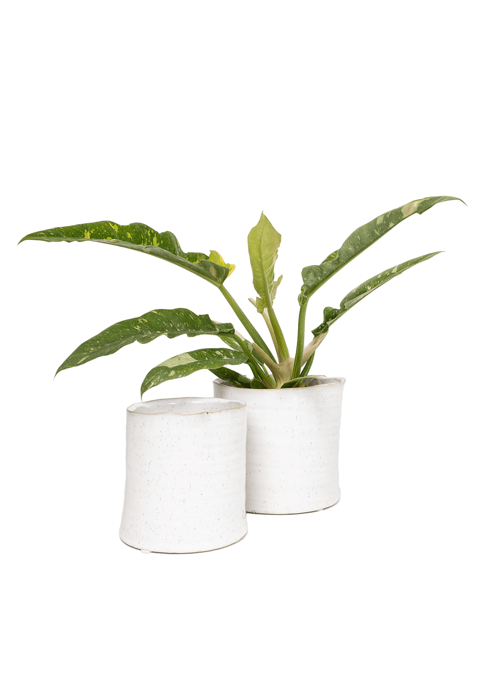 Channa Ceramic Planter Pot - Chive Ceramics Studio - Pots - Chive Ceramics Studio