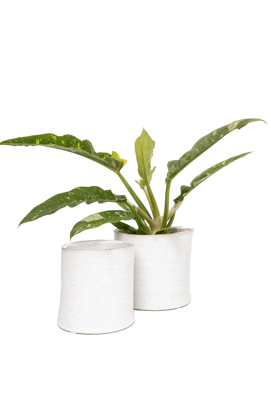 Channa Ceramic Planter Pot - Chive Ceramics Studio - Pots - Chive Ceramics Studio