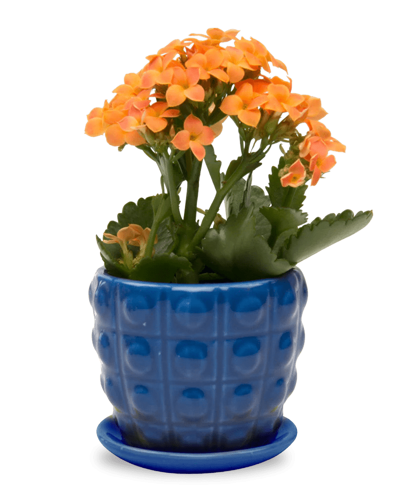 Convex Ceramic Pot With Drainage Hole And Saucer - Chive Ceramics Studio - Pots - Chive US