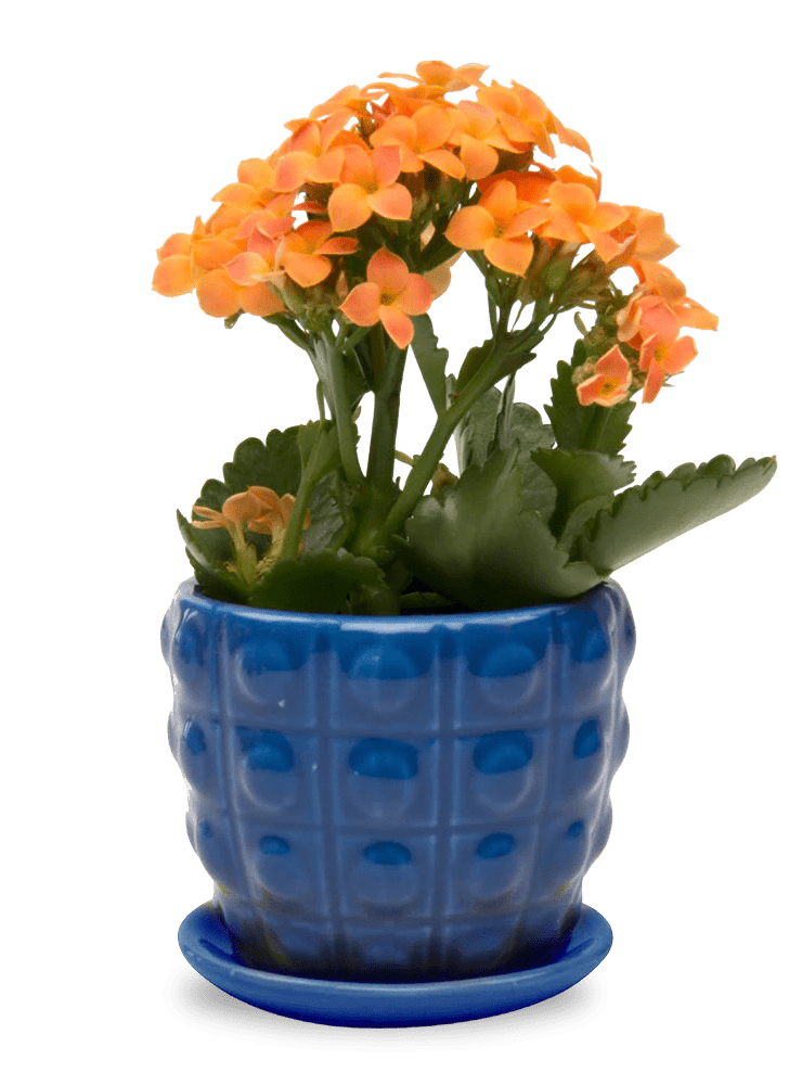 Convex Ceramic Pot With Drainage Hole And Saucer - Chive Ceramics Studio - Pots - Chive US