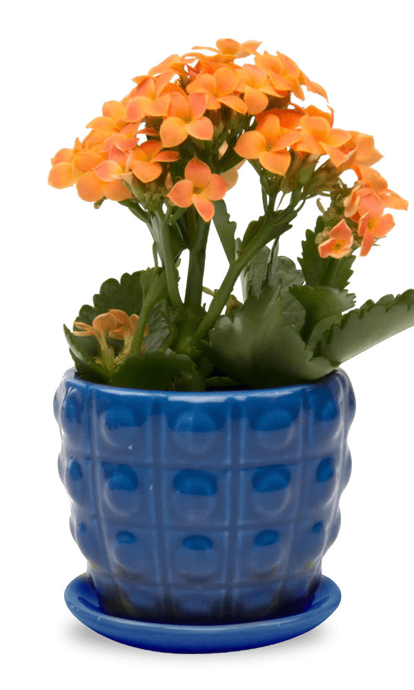 Convex Ceramic Pot With Drainage Hole And Saucer - Chive Ceramics Studio - Pots - Chive US