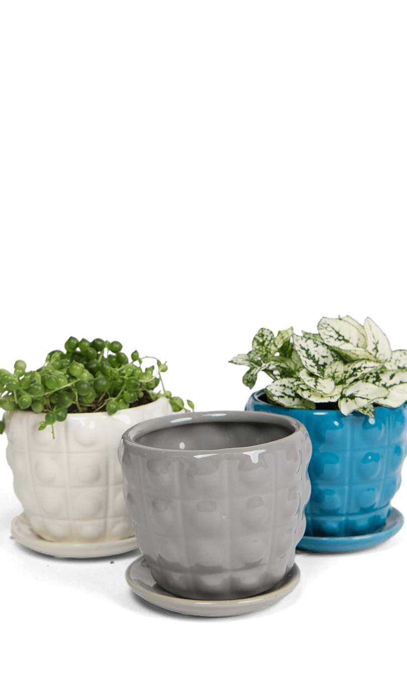 Convex Ceramic Pot With Drainage Hole And Saucer - Chive Ceramics Studio - Pots - Chive US