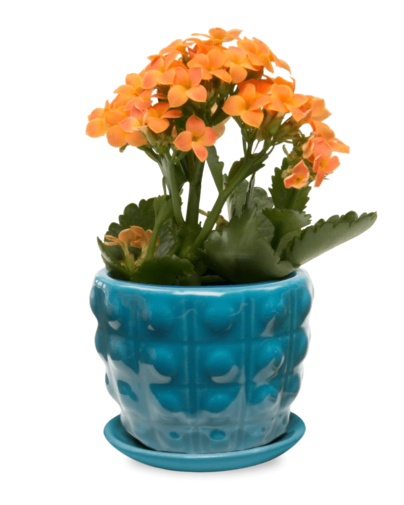 Convex Ceramic Pot With Drainage Hole And Saucer - Chive Ceramics Studio - Pots - Chive US