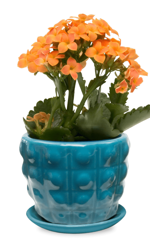 Convex Ceramic Pot With Drainage Hole And Saucer - Chive Ceramics Studio - Pots - Chive US