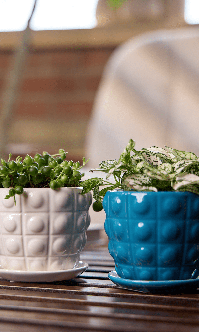 Convex Ceramic Pot With Drainage Hole And Saucer - Chive Ceramics Studio - Pots - Chive US