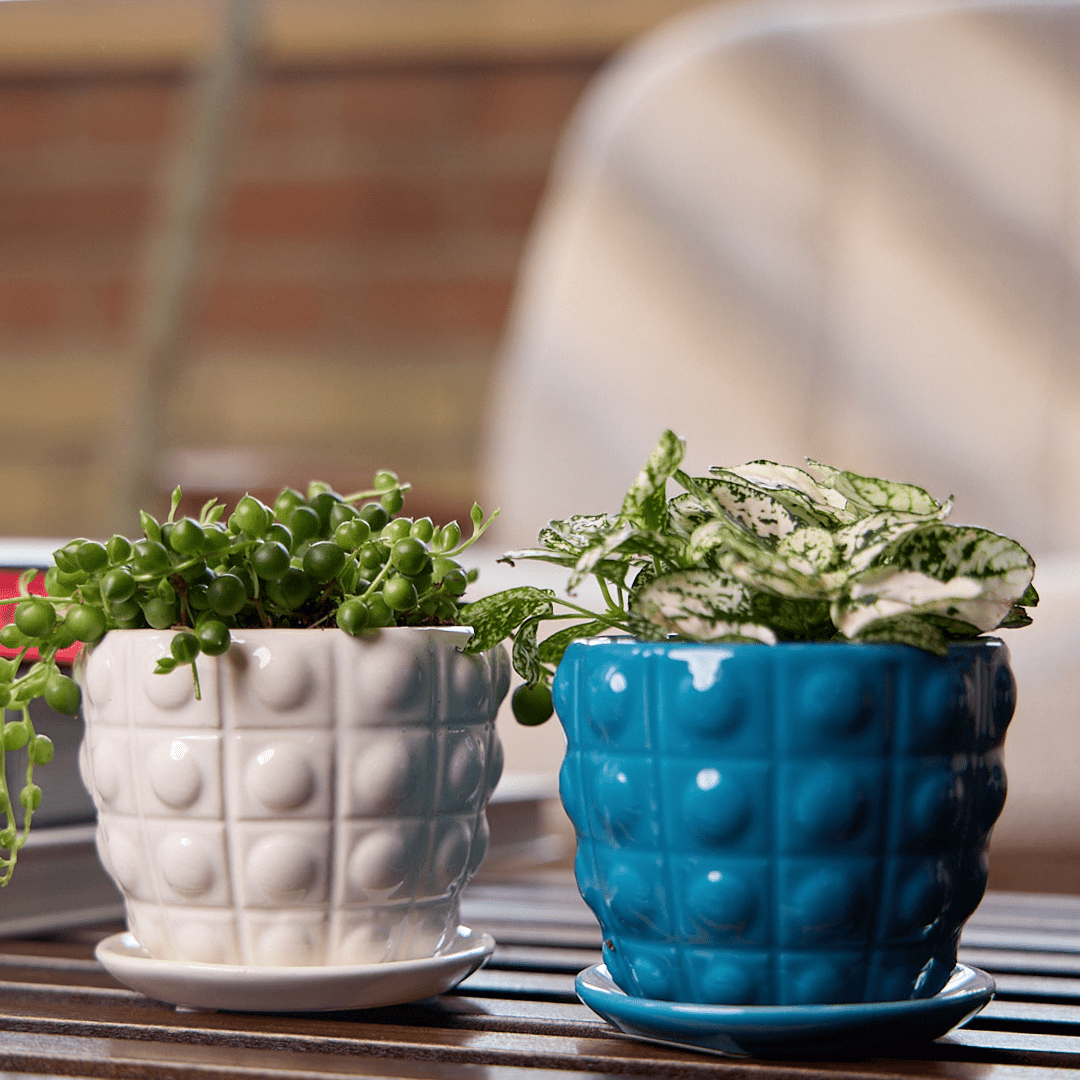 Convex Ceramic Pot With Drainage Hole And Saucer - Chive Ceramics Studio - Pots - Chive US