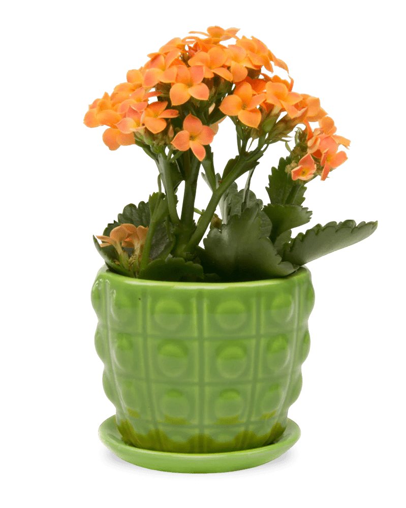 Convex Ceramic Pot With Drainage Hole And Saucer - Chive Ceramics Studio - Pots - Chive US