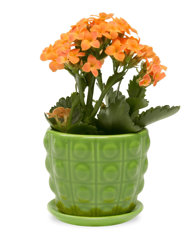 Convex Ceramic Pot With Drainage Hole And Saucer - Chive Ceramics Studio - Pots - Chive US