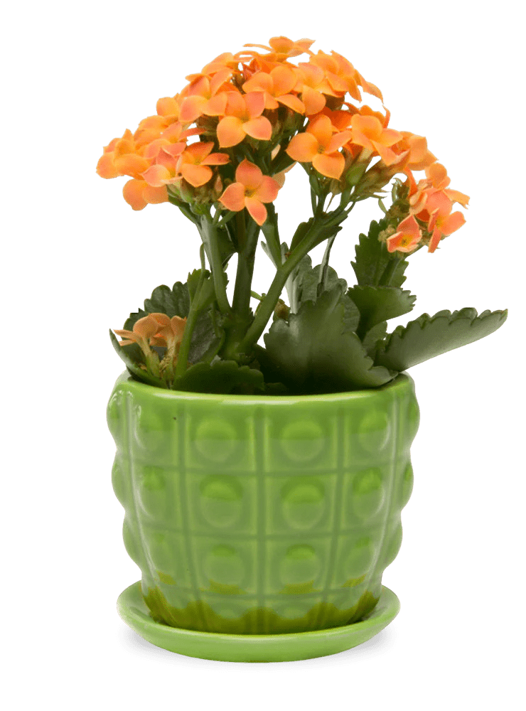 Convex Ceramic Pot With Drainage Hole And Saucer - Chive Ceramics Studio - Pots - Chive US