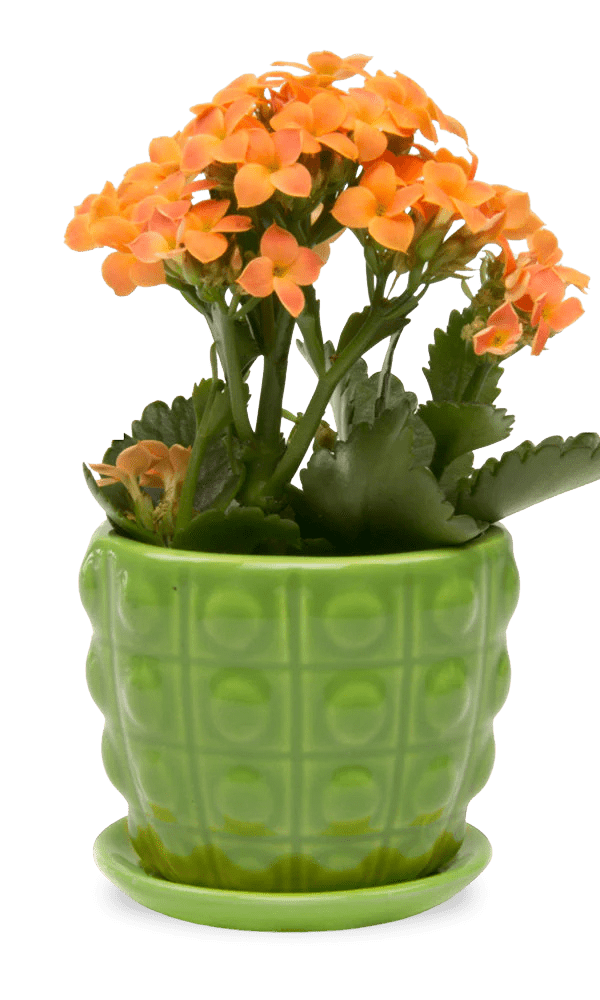 Convex Ceramic Pot With Drainage Hole And Saucer - Chive Ceramics Studio - Pots - Chive US