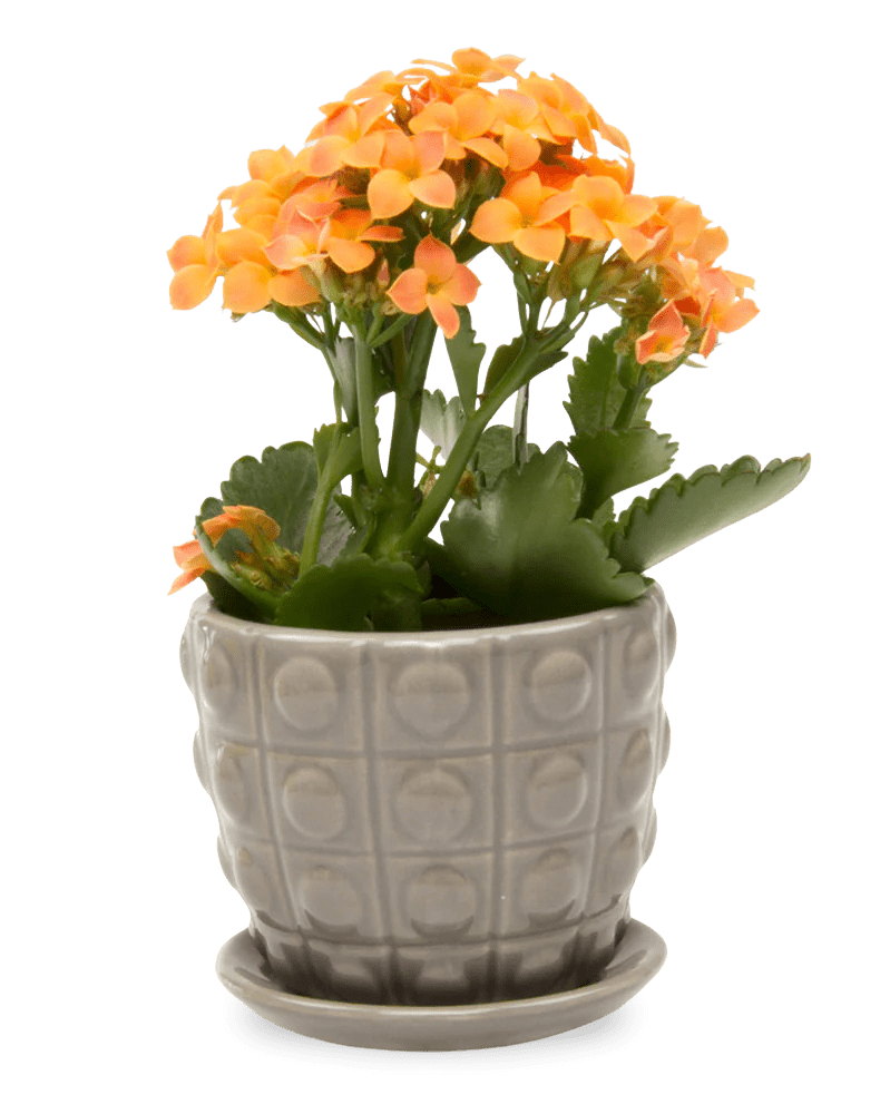 Convex Ceramic Pot With Drainage Hole And Saucer - Chive Ceramics Studio - Pots - Chive US