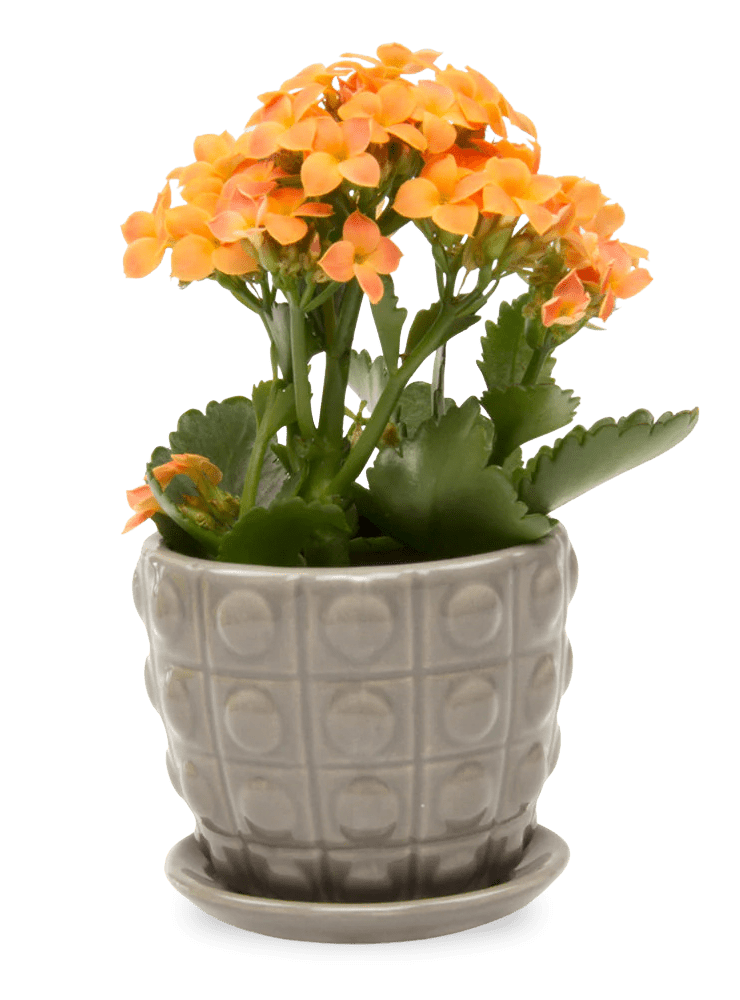 Convex Ceramic Pot With Drainage Hole And Saucer - Chive Ceramics Studio - Pots - Chive US