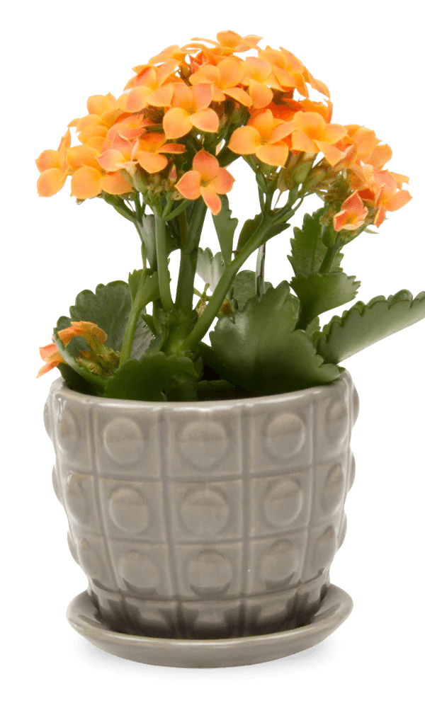 Convex Ceramic Pot With Drainage Hole And Saucer - Chive Ceramics Studio - Pots - Chive US