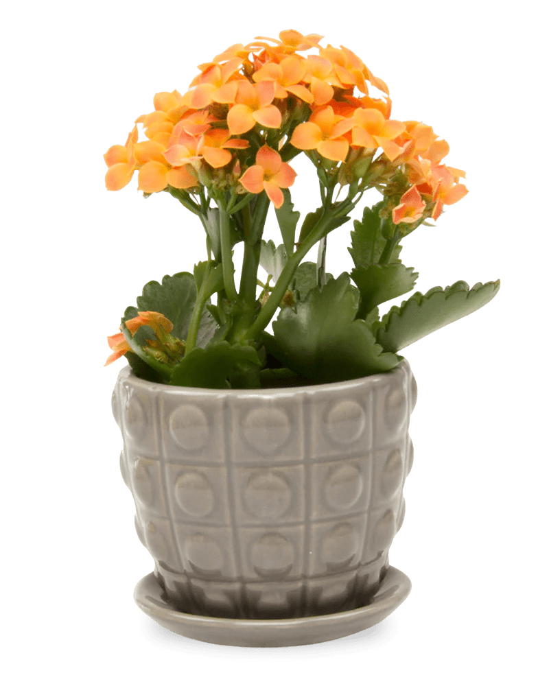 Convex Ceramic Pot With Drainage Hole And Saucer - Chive Ceramics Studio - Pots - Chive US