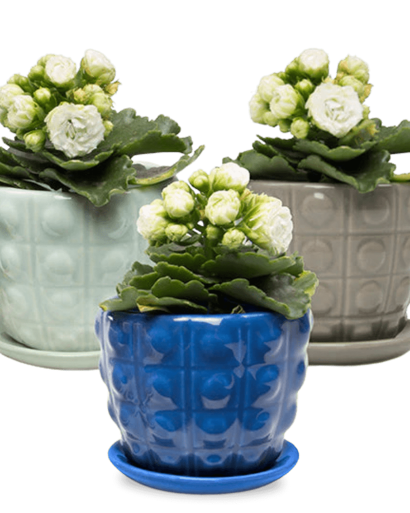 Convex Ceramic Pot With Drainage Hole And Saucer - Chive Ceramics Studio - Pots - Chive US